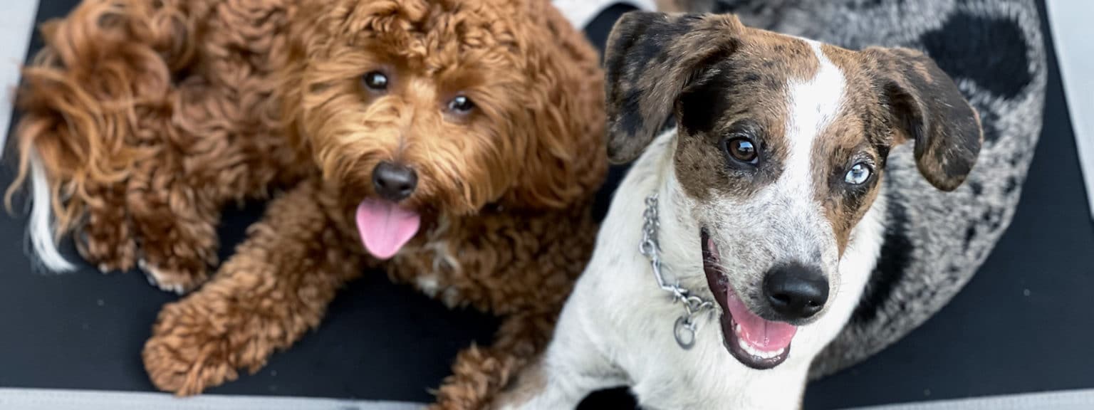 Dog Training & Obedience Classes in Fort Lauderdale Take The Lead