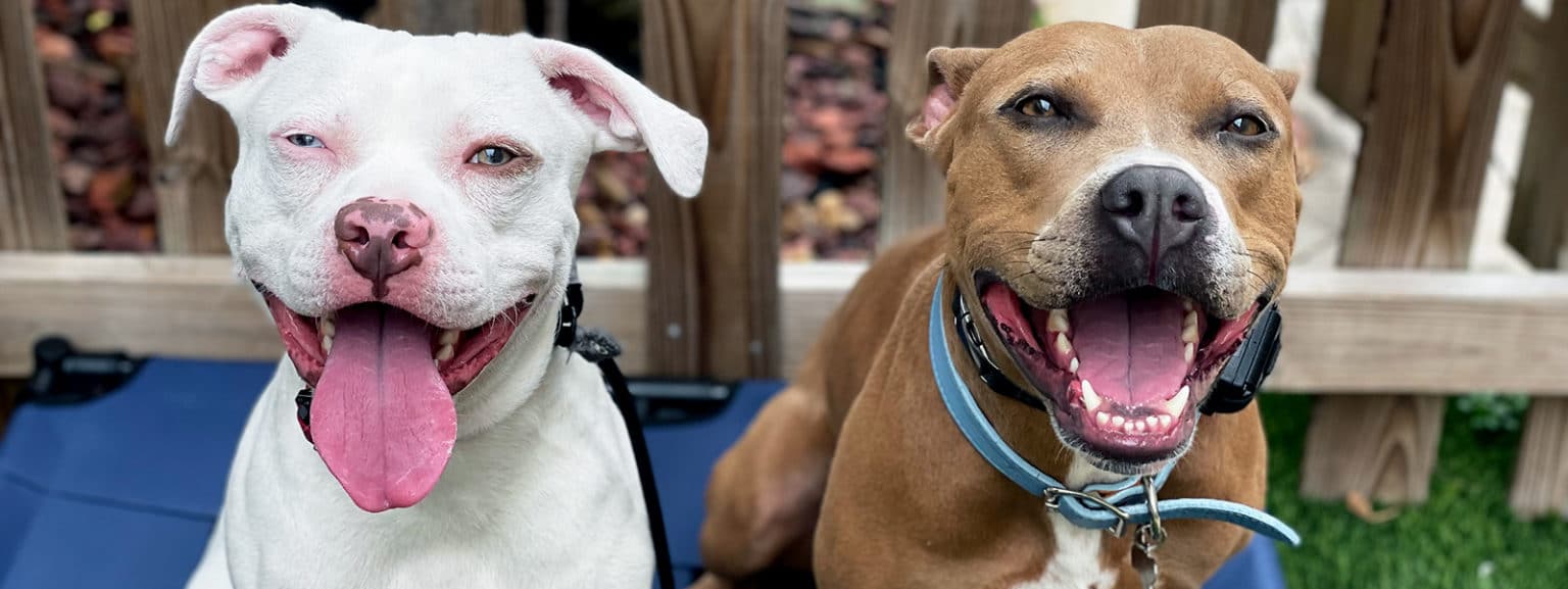 Dog Training & Obedience Classes in Fort Lauderdale Take The Lead